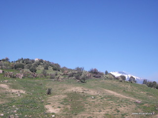 Sieli